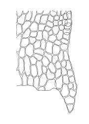 Brachythecium albicans,  alar cells of stem leaf. Drawn from A.J. Fife 10083, CHR 496115.
 Image: R.C. Wagstaff © Landcare Research 2019 CC BY 3.0 NZ